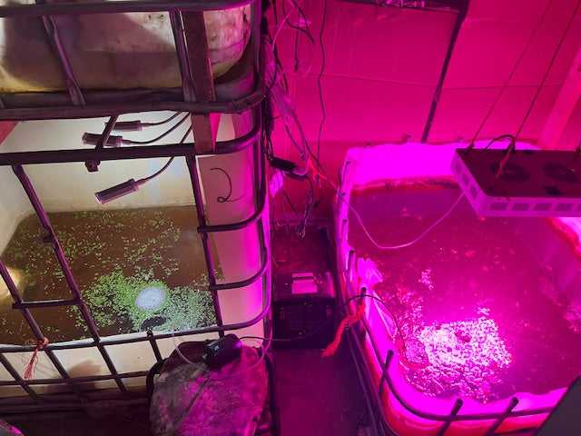 From Loss to New Roots