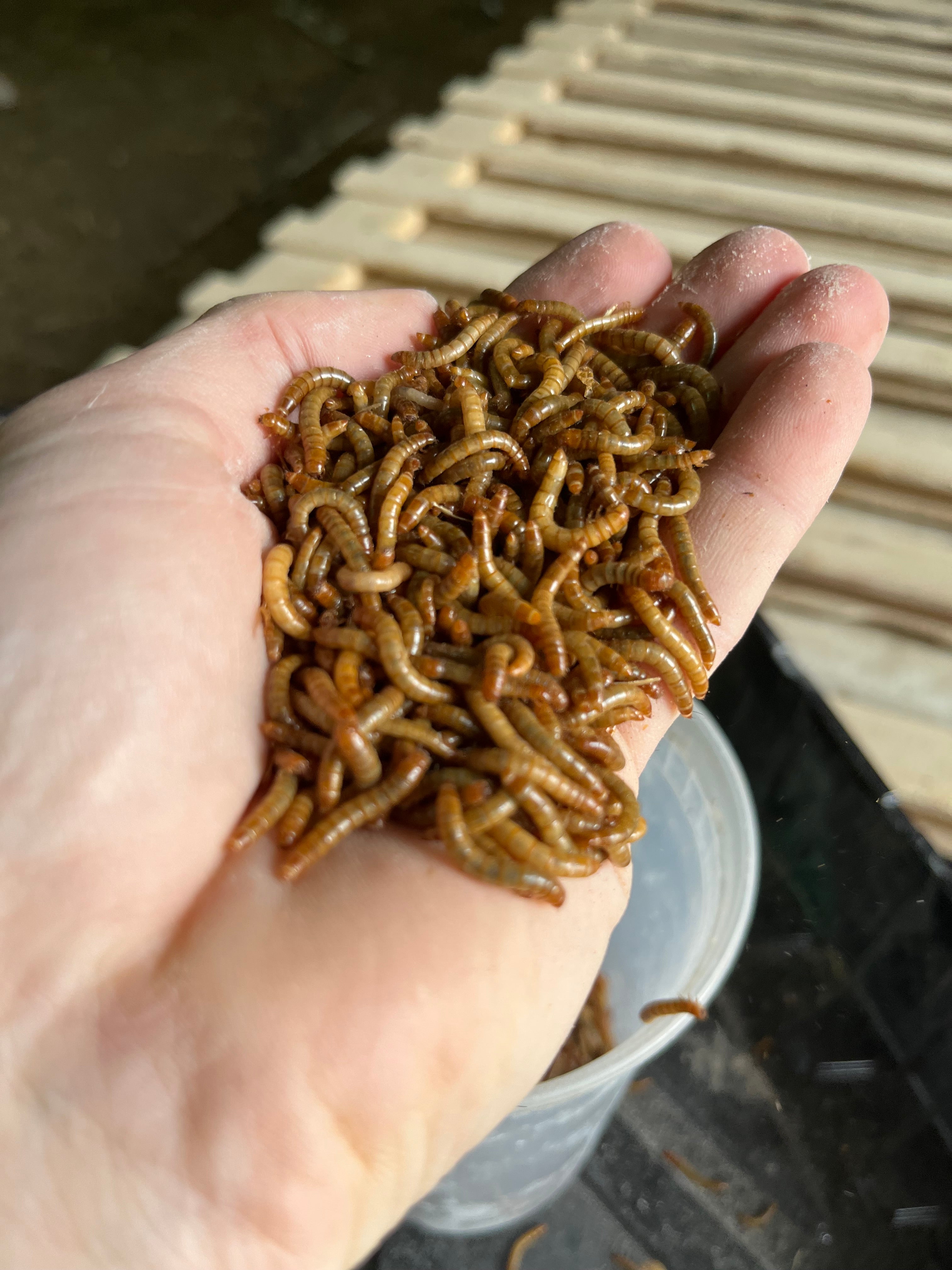 LIVE Mealworms